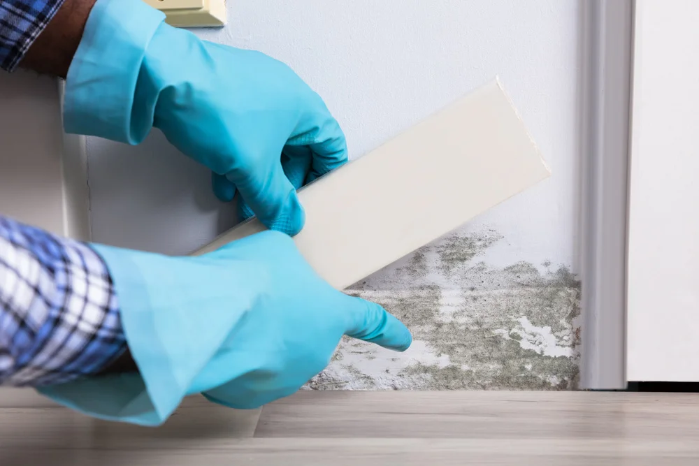 mold remediation removal services